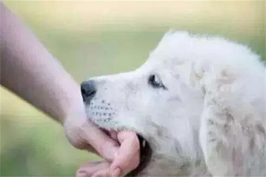 狗狂犬病發作能活多久