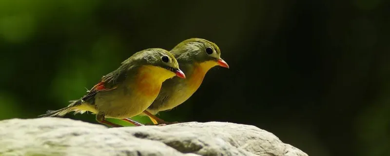 新養相思鳥多久才大叫