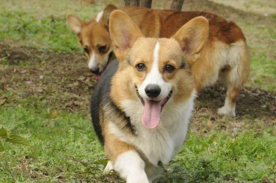 養柯基犬注意事項