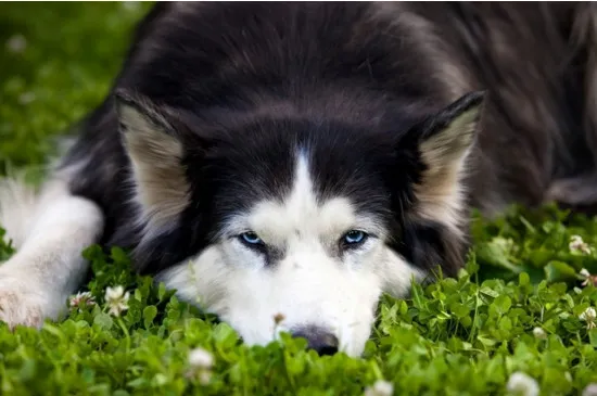 狗有狂犬病的多久會死