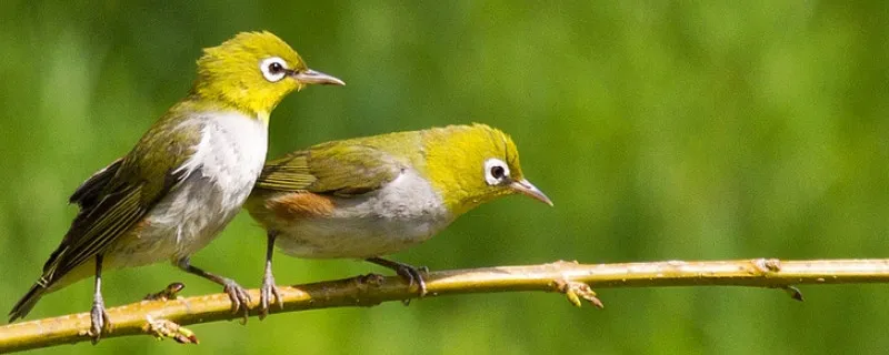 繡眼鳥怎么分公母