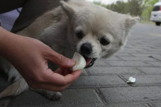 狗能吃雞蛋嗎