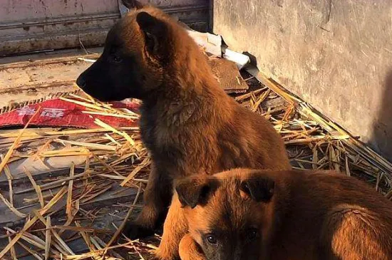 養馬犬危險嗎