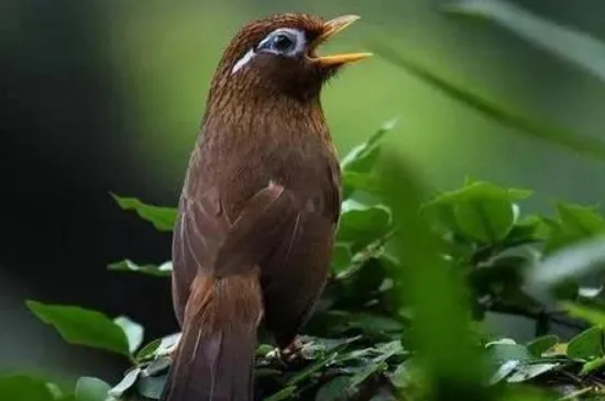 鳥拉稀不管它會自愈嗎