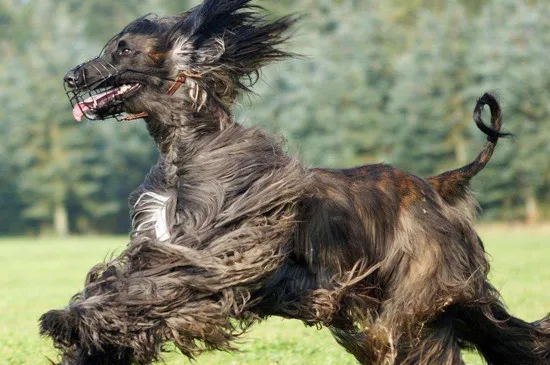 阿富汗獵犬為什么禁養(yǎng)，體型過(guò)大而且屬于烈性犬