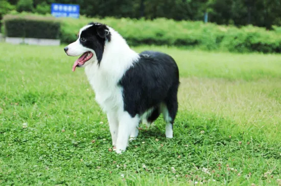 邊牧喝水禁忌