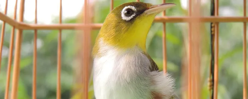 繡眼鳥怎么養