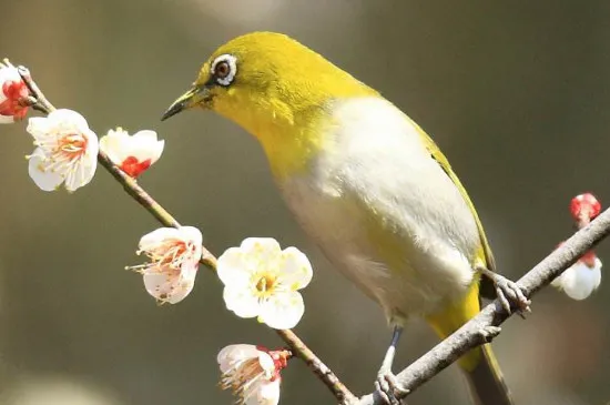 繡眼鳥怎么養