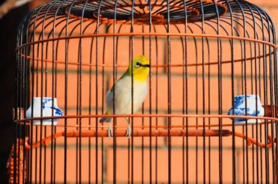 繡眼鳥怎么養馴不怕人