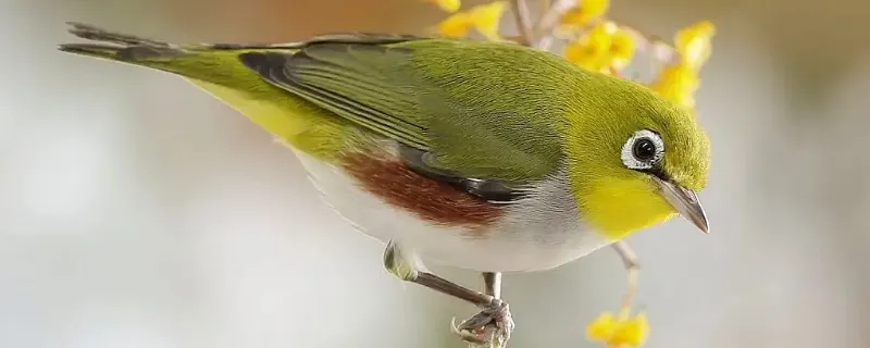 繡眼鳥的養殖方法和注意事項