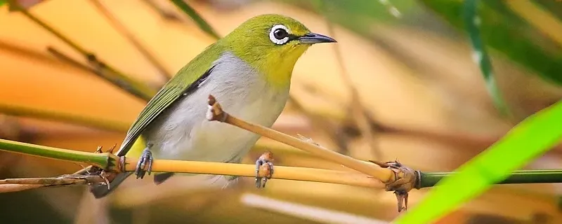 繡眼鳥吃什么