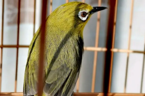 繡眼鳥冬天怎么養