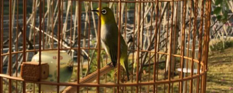 繡眼鳥怎么挑選，如何挑選品相好的繡眼鳥