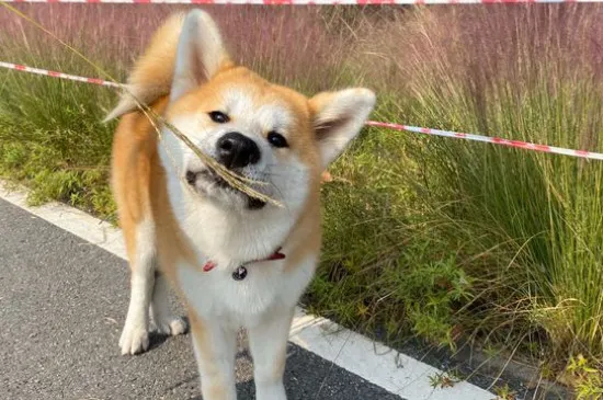 養(yǎng)秋田犬的禁忌