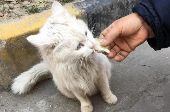 摸完流浪貓怎么處理，注意洗手消毒別傳染給家貓