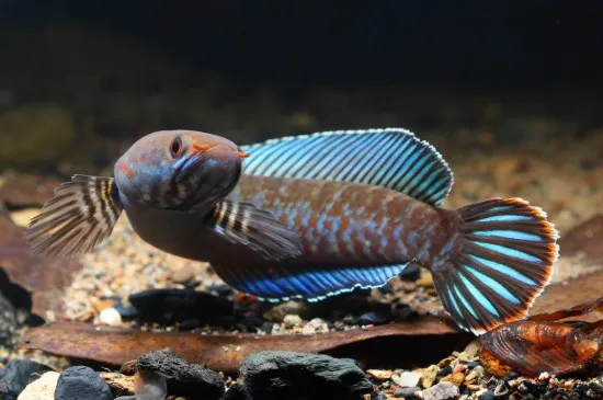 雷龍吃什么食物長得快，雷龍魚主食飼料的選擇方法