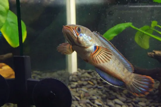 雷龍吃什么食物長得快，雷龍魚主食飼料的選擇方法