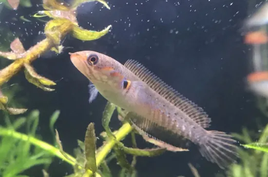 雷龍吃什么食物長得快，雷龍魚主食飼料的選擇方法