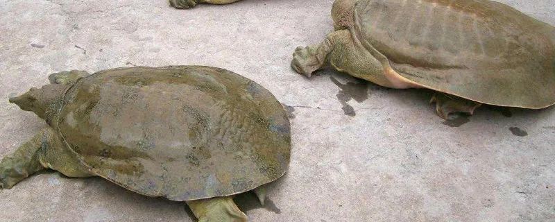 家養甲魚冬天怎么養才不會死