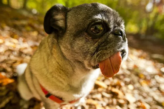 養巴哥犬對人的好處