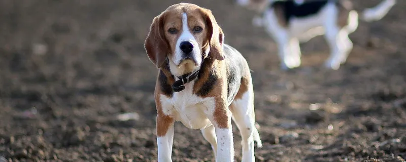 比格犬好養嗎