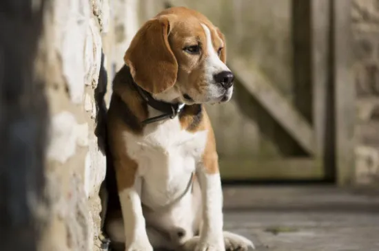 比格犬好養嗎