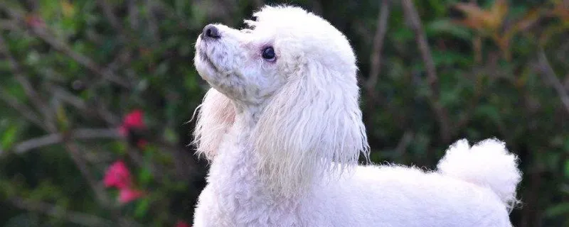 poodle dog是什么狗