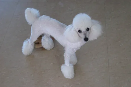 poodle dog是什么狗