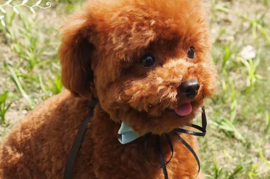 poodle dog是什么狗