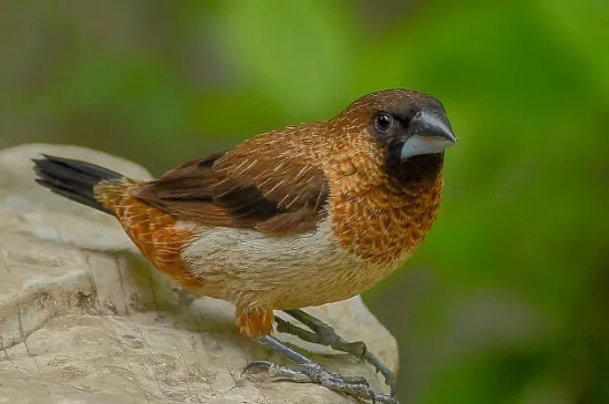 文鳥怕冷嗎,冬天怎么辦