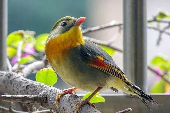 養相思鳥的禁忌