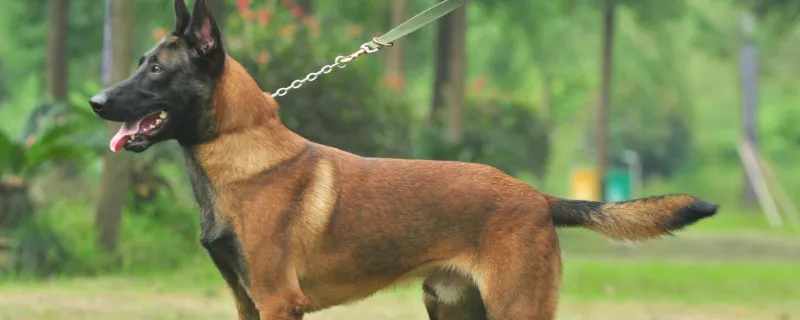 馬犬追過路的行人怎么回事