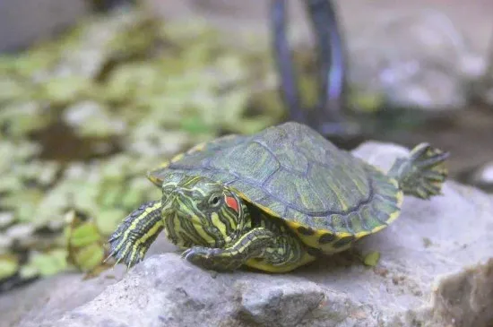 巴西龜會淹死嗎