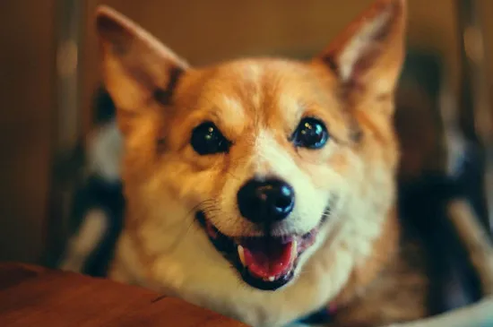 柯基犬臉長是怎么回事