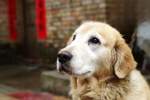 狗狗大腿內側發紅怎么回事