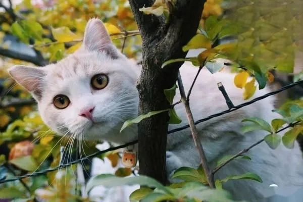 在希臘養一只貓要花多少錢