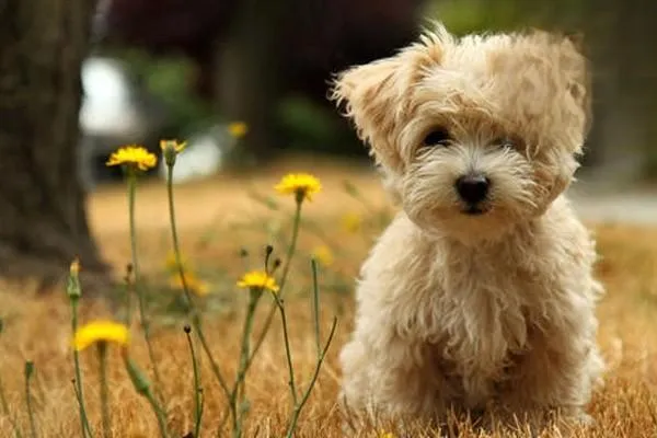 什么是犬高鐵血紅蛋白血癥