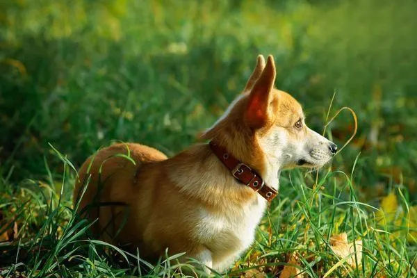 什么是犬高鐵血紅蛋白血癥