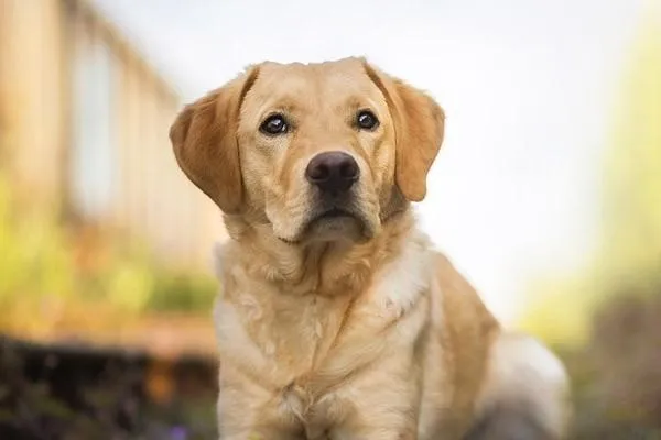 犬諾卡氏菌病的癥狀表現