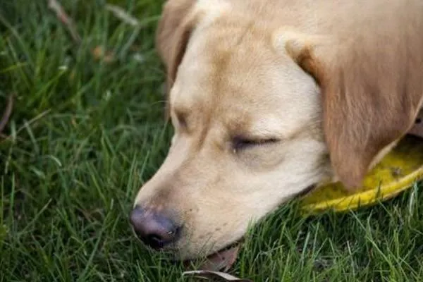 犬瘟的癥狀有哪些