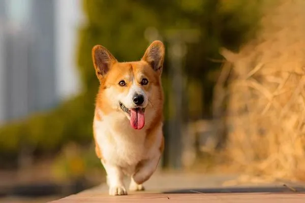 梅雨季節狗狗怎么預防犬皮膚病