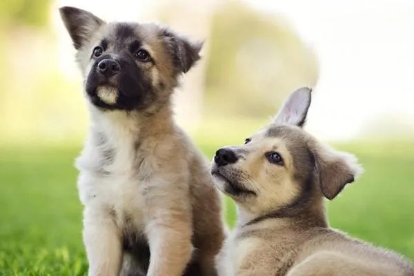 醇粹狗糧中大型幼犬成犬點評