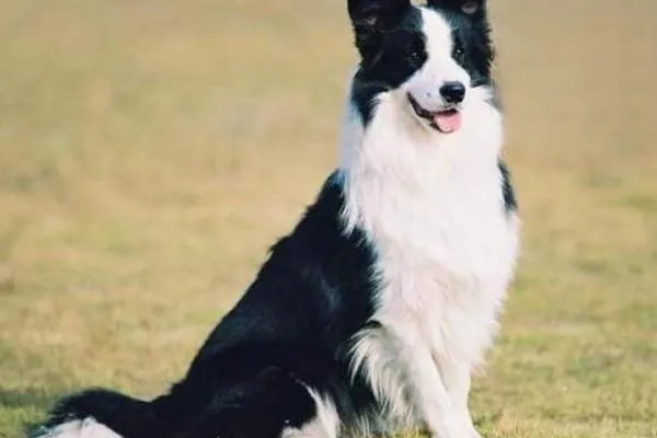 雪納瑞得了犬結核病的癥狀與治療