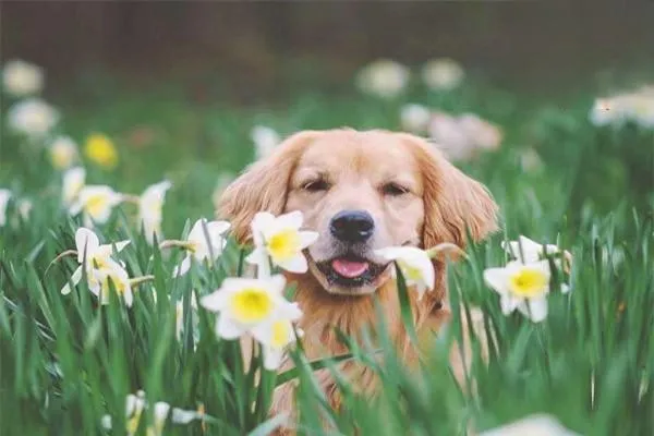 金毛犬吃什么食物最好最省錢