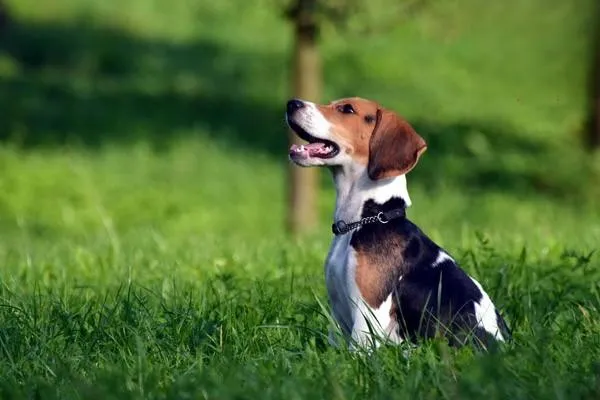 邊境牧羊犬訓練方法