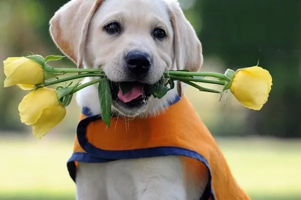 威瑪獵犬多少錢一只 威瑪獵犬怎么養