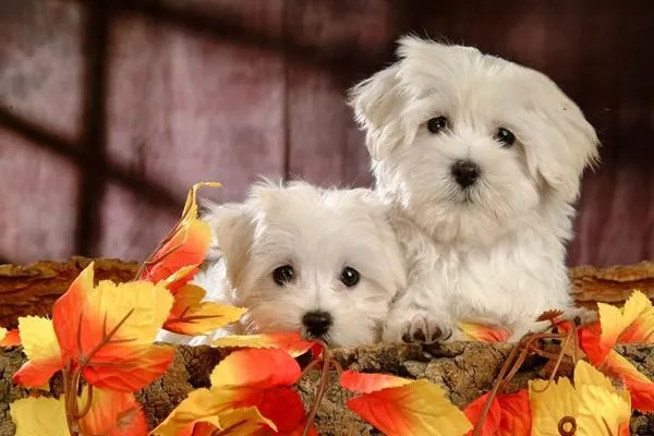 哈多利系博美犬多少錢一只