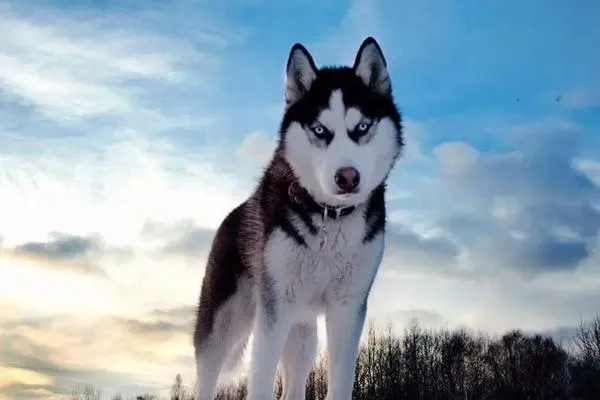 蘇格蘭牧羊犬性格怎么樣