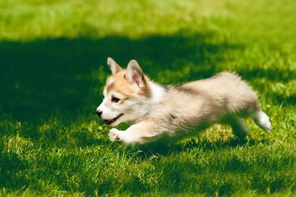 卷毛比熊犬多少錢一只 卷毛比熊犬訓練方法