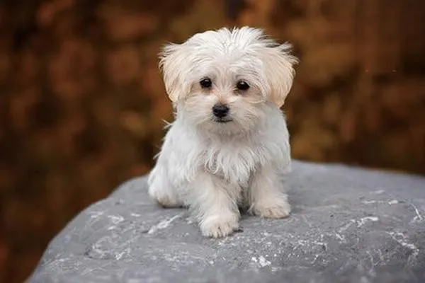 貝吉格里芬凡丁犬的特征